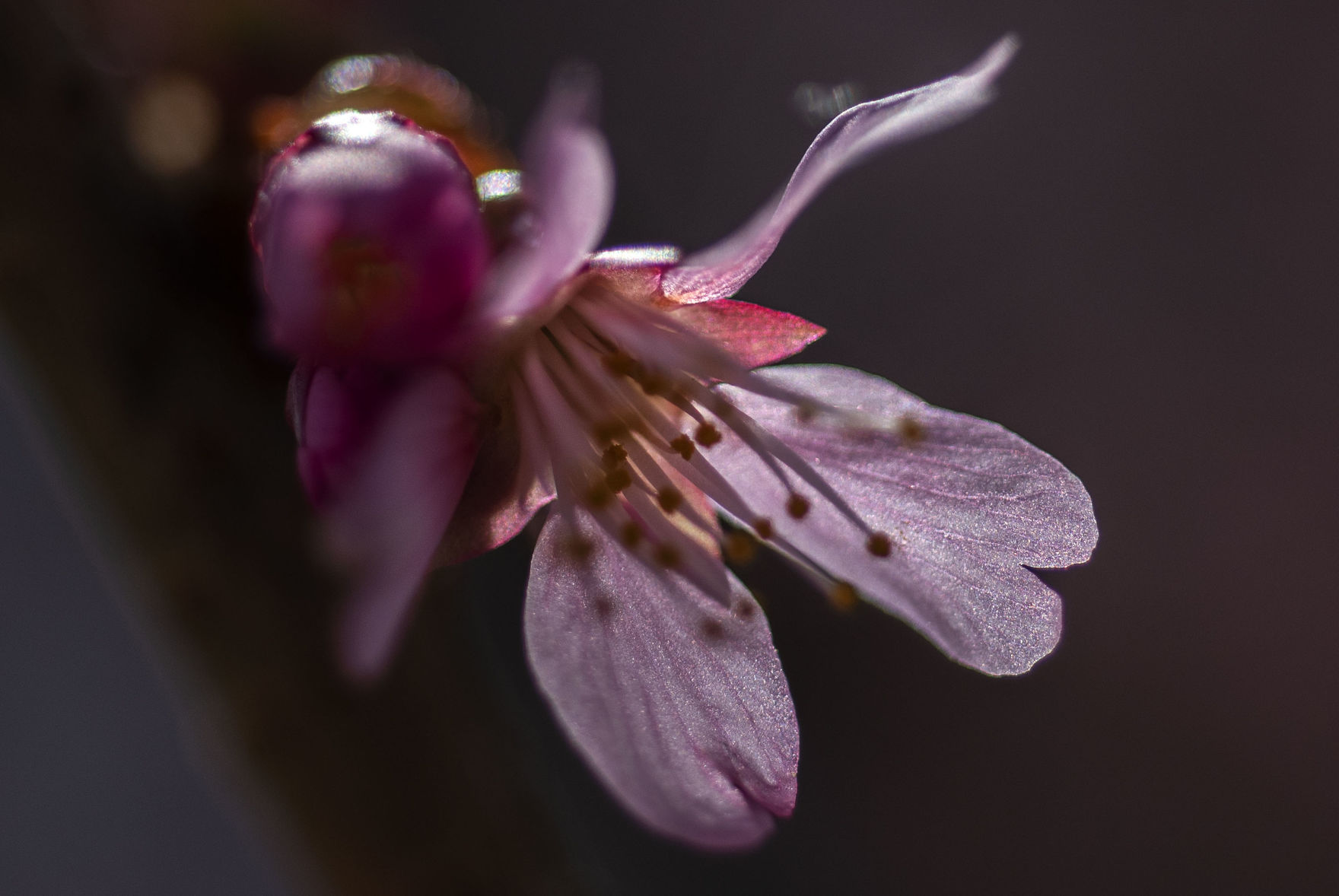 Flowering Tree-02